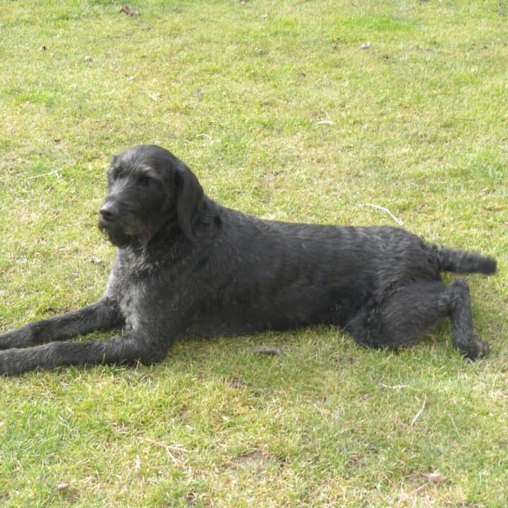 Tiere auf dem Arkadenhof Am Arkadenhof