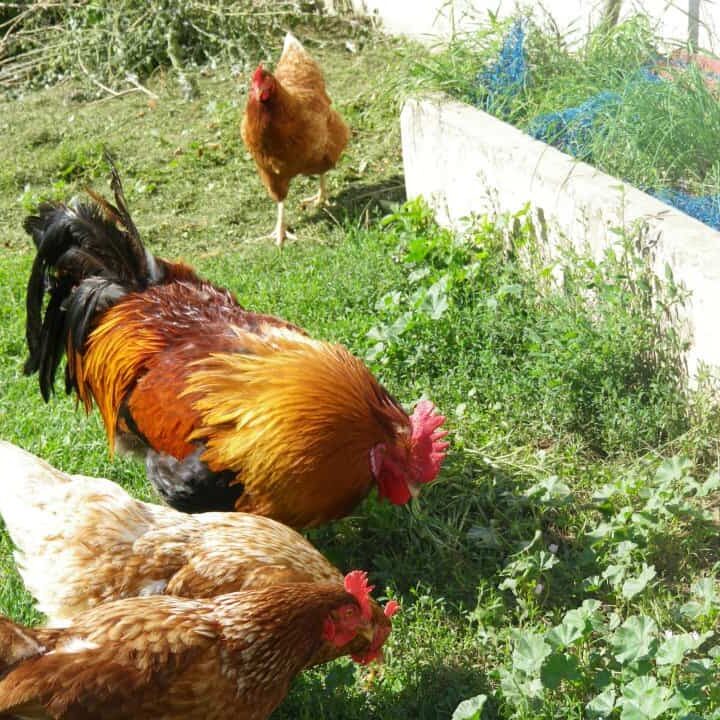 Tiere auf dem Arkadenhof Am Arkadenhof
